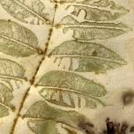 Eco Print Workshop at the Olive Free Library