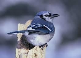Metal cans cut both ends out of the can, large coffee can is great. How To Keep Birds Away From Your Garden The Old Farmer S Almanac