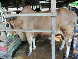 Jenis lembu yang digunakan untuk menarik kereta juga tidak boleh sembarangan. Kereta Lembu Untuk Di Sewa Postingan Facebook