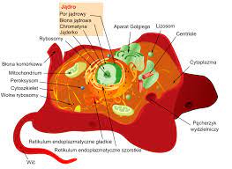 A structure in a cell that receives proteins and other newly formed materials from the endoplasmic reticulum packages them and distributes them to other parts of the cell function. File Animal Cell Structure Pl Svg Wikimedia Commons