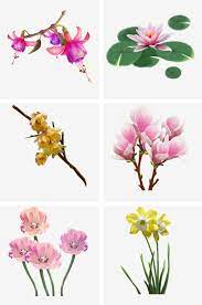 Plant Flower Fuchsia Water Lily Plum Blossom Magnolia Tulip Daffodil Png Transparent Clipart Image And Psd File For Free Download Purple Plants Daffodils Plum Blossom