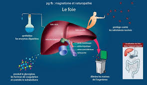 Detoxication du foie . – Naturopathe & Magnétisme Nadine POLO