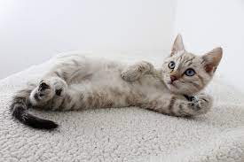 Cat S Primordial Belly Pouches What Is It For Science Times