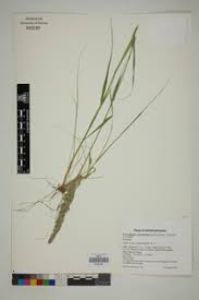 Image result for Enneapogon cenchroides