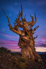 Fantastic Landscape Photography Makes Earth Look Like A Magic Dimension Nature Tree Tree Photography Bristlecone Pine