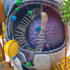Animal cells are smaller in size than plant cells and. Human Cell Model 40 000 Times Life Size 1008554 Vl650 Biology Models Biology Teaching Models Mitosis Products Meiosis Products Human Animal Cell Models