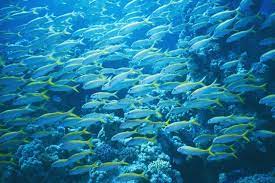 數十億藥品殘留物流入水裡嚴重威脅人類健康 https kairos news 168433 red sea egypt photographic print