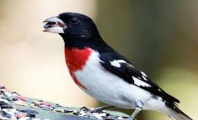 Black And White Spotted Bird In Michigan How Well Can You Identify These Michigan Birds From Duck Family Flashcards Flashcards By Proprofs Birds Michigan Flashcards