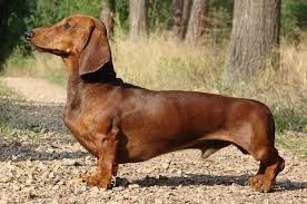 Image result for jezevčík hladkosrstý