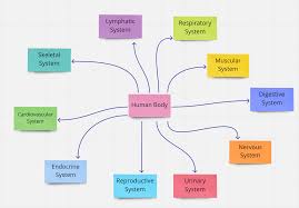 Concept Map Note Taking For Beginners Miroblog