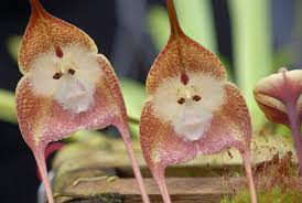 Monkey-Face Orchid (Dracula simia ...