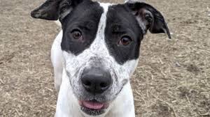 Photos, address, and phone number, opening hours, photos, and user reviews on yandex.maps. Free Mobile Vet Clinic Provides Urgent Care To Houston Pets Khou Com
