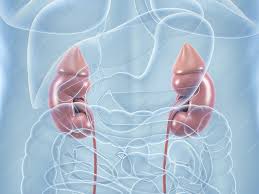 Hierbei handelt es sich um das teilgebiet der medizin, das sich mit der prävention, diagnose und behandlung von krankheiten der inneren organe befasst. Menschlicher Korper Mit Ubersicht Der Inneren Organe Anatomische 3d Illustrationen
