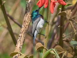 Image result for Diplolophium