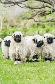 Black And White Sheep Breeds Nz A Motueka Couple S Long Road To Importing Cute Toy Like Valais Blacknose Sheep Halfway Around The World To New Zealand Valais Blacknose Sheep Cute Sheep Valais