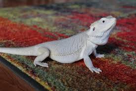 Последние твиты от drago barbuto (@dragobarbuto). 11 Tipi Di Drago Barbuto Si Trasforma Come Creare Una Casa Felice Per Il Tuo Animale Domestico