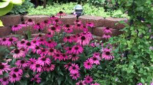 Echinacea 'pow wow white' this is a white flowering coneflower that makes a terrific cutting flower to bring indoors. Echinacea Pow Wow Wildberry Www Gardencrossings Com Youtube
