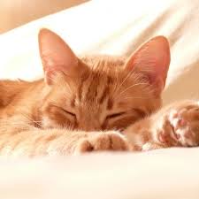 We did not find results for: Best Pets Animals Ipad Air Wallpapers Free Hd