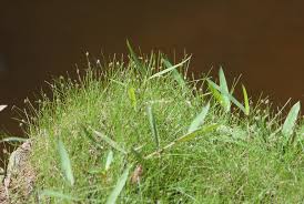 Image result for Eleocharis retroflexa