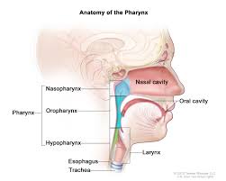 Treatment options for cancer of the head and neck include surgery, radiation, and chemotherapy. Head And Neck Cancers