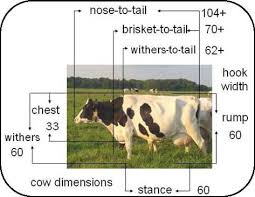 Figure 2 Shows A Left Facing Side View Of A Holstein Cow Standing Outside In A Pasture Field Several Lines And Measurements Are Dairy Cows Cow Cattle Farming