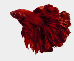 Meanwhile, you have probably seen the standard blue and red color patterns. Transparent Red Betta Fish Cliparts Cartoons Jing Fm