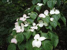 White flowering dogwood tree uk. Japanese Dogwood Cornus Kousa Chew Valley Trees