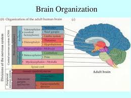 Neurological lesion identification and neuro examination quiz. Brainstem Ii Medical Neuroscience Dr Wiegand Internal Brainstem Cranial Nerve Nuclei Location Of Selected Tracts Reticular Formation Ppt Download