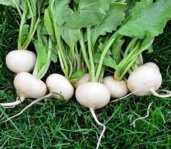 White Hailstone Radish Seeds Heirloom Garden Open Pollinated Etsy