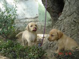 We did not find results for: Pets Pakistan Labrador Puppies For Sale In Rawalpindi
