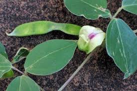 Image result for Macrotyloma uniflorum