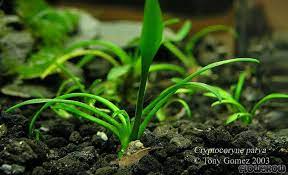 Криптокорина мелкая, криптокорина карликовая, криптокорина парва (cryptocoryne parva). Cryptocoryne Parva Flowgrow Aquatic Plant Database