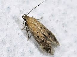 Image result for Bryotropha senectella