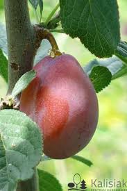Image result for prunus domestica renkloda althana