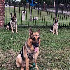Fantastic top quality working line german shepherd puppies some of the very best working blood lines make up this pedigree. German Shepherd Puppies For Sale In Dallas Texas Home Facebook