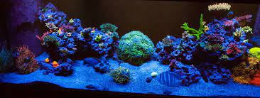 We Re Looking For The Best And Brightest And Easiest Corals That Is Give Us Your Recommendations Here On R2r P Blue Christmas Soft Corals Things To Come