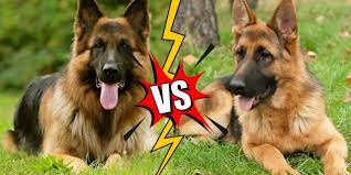 If you're looking for short haircut ideas to recreate, why not check my gallery of low maintenance short haircuts for thick hair. Short Haired German Shepherd Vs Long Haired Gsd Comparison