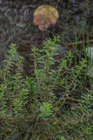 Image result for Ammannia baccifera