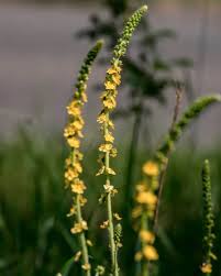 Image result for Agrimonia