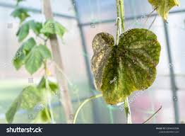 Image result for whitefly in cucumber