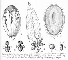 Image result for Myristicaceae