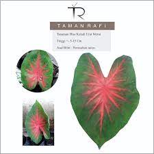 We did not find results for: Tanaman Hias Keladi Urat Merah Lipstik Shopee Indonesia