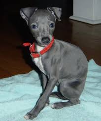 Maybe you would like to learn more about one of these? Italian Greyhound Info Temperament Puppies Pictures