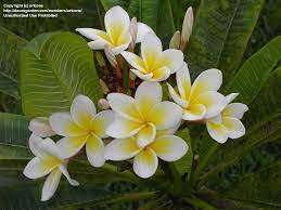 Nosegay Frangipani Plumeria Plumeria Rubra Plumeria Frangipani Plumeria Flowers