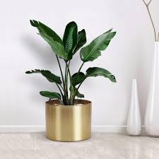 Our indoor pots are available in a number of sizes, colours and shapes so you can find the perfect one to match the theme of your home. Plant Pot Metal Planter Pot Simple Cylinder Flower Pot Bamboo Tray For Garden House Decoration Indoor Outdoor Plants Flower Pots Buy At The Price Of 5 85 In Aliexpress Com Imall Com
