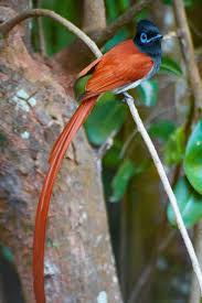 Pin On Birds Of Paradise