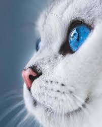igbest shots on instagram photo by lyo thecat congratulations tebrikler selected by fatiihh7 beautiful cats beautiful cats photography cute animals