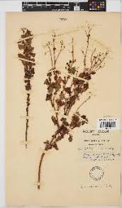 Image result for Emilia transvaalensis