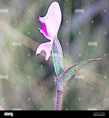 Image result for Disperis johnstonii