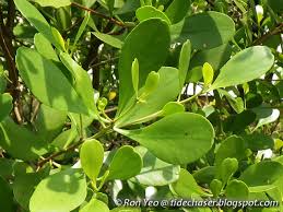 Image result for Lumnitzera racemosa